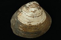 藏品(紅樹蜆)的圖片